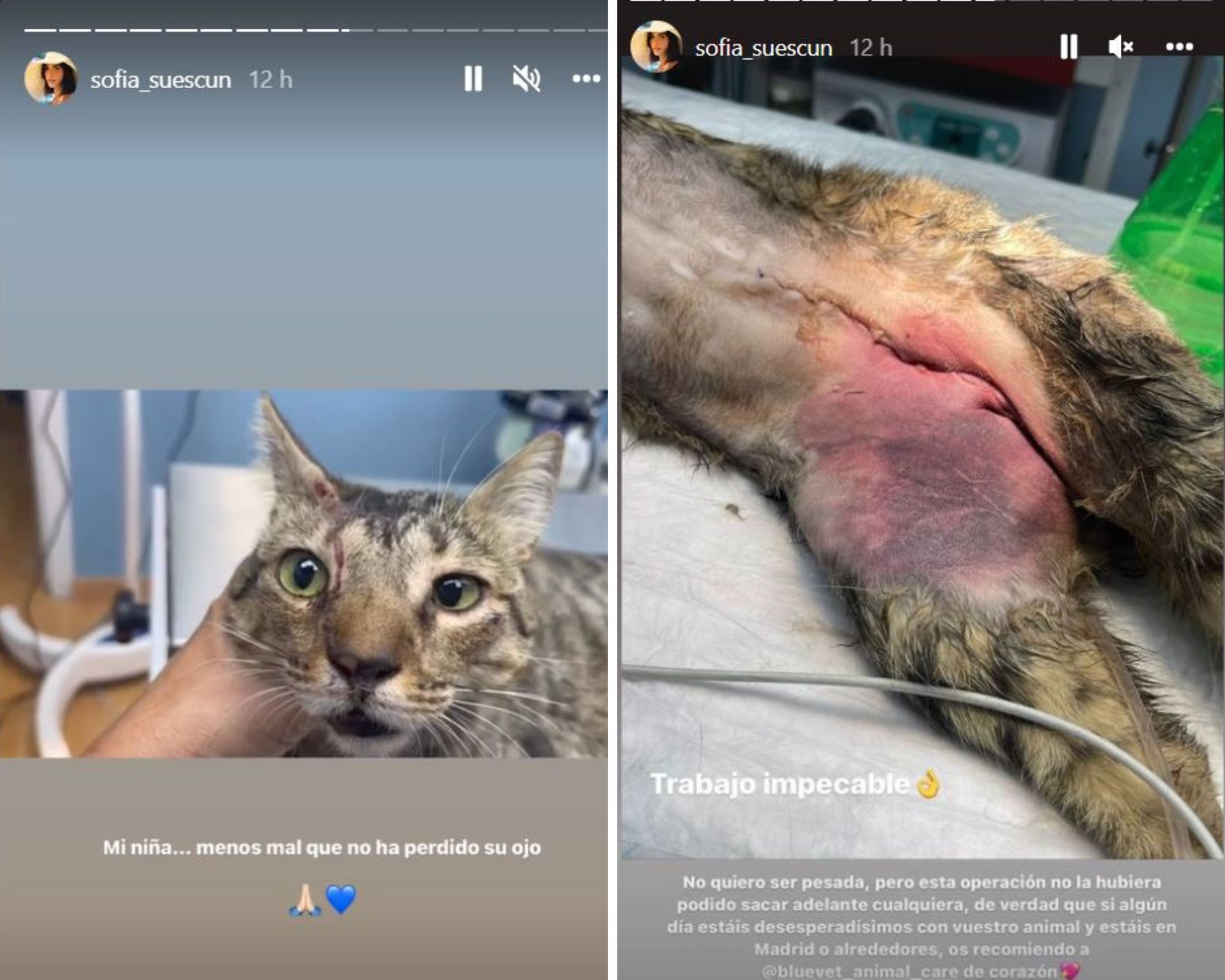 sofia suescun accidente gato 4