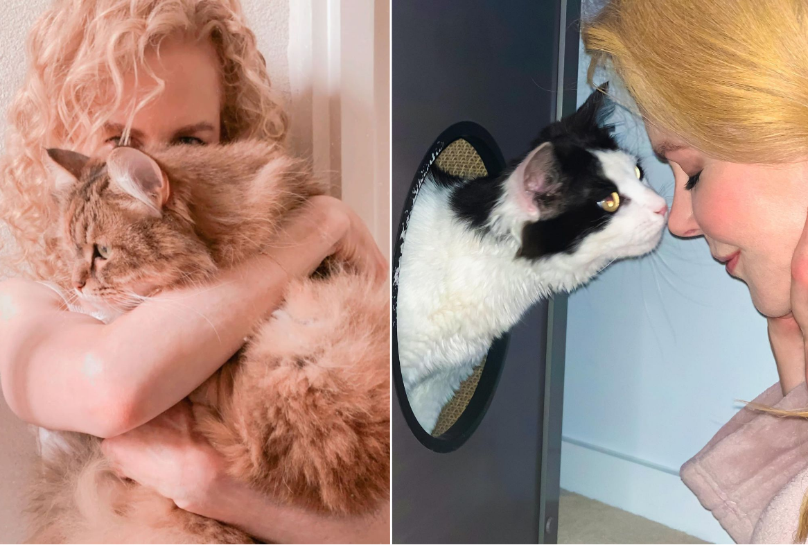 Nicole Kidman y sus gatos