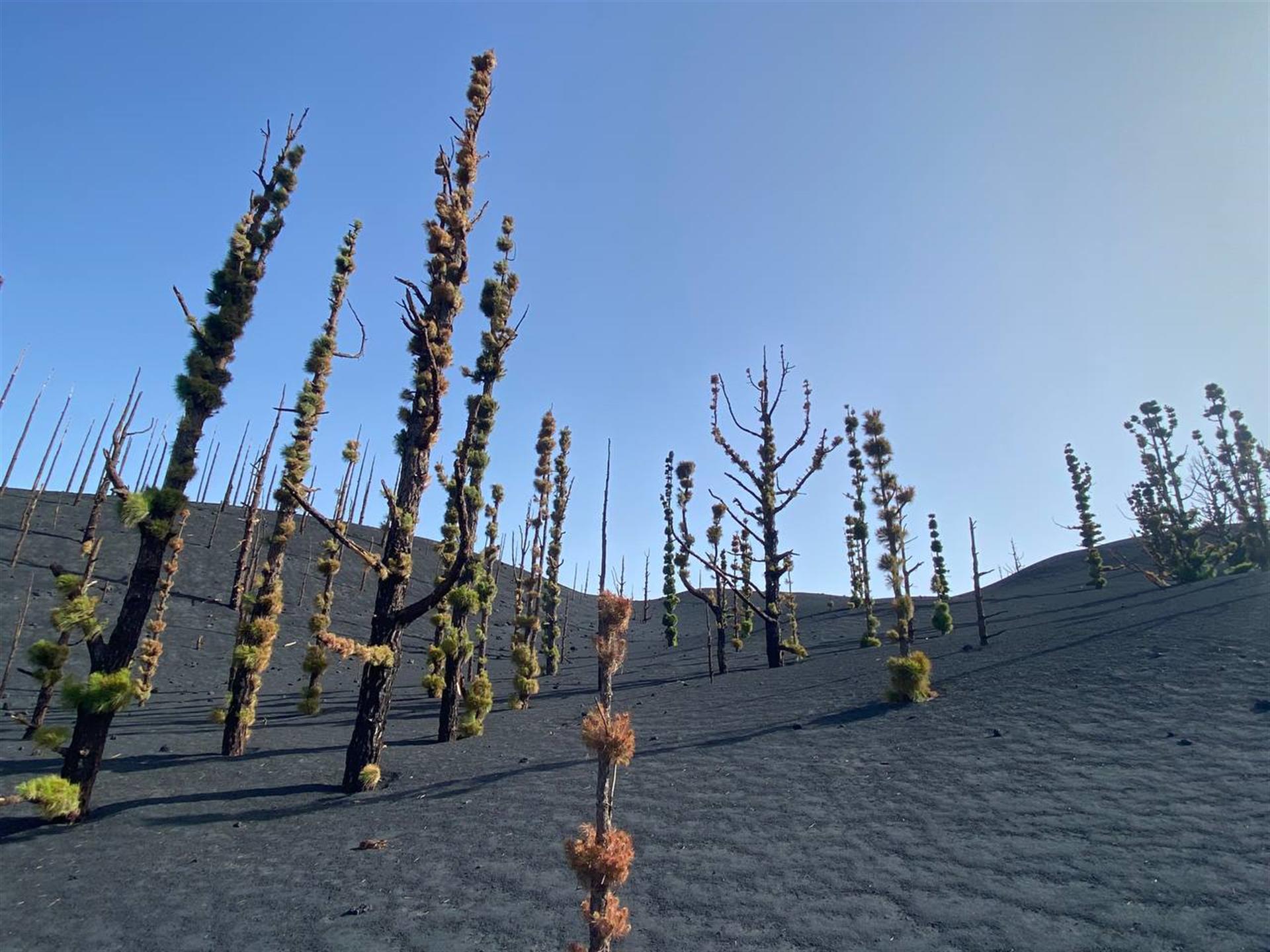 La naturaleza se abre paso entre las cenizas.