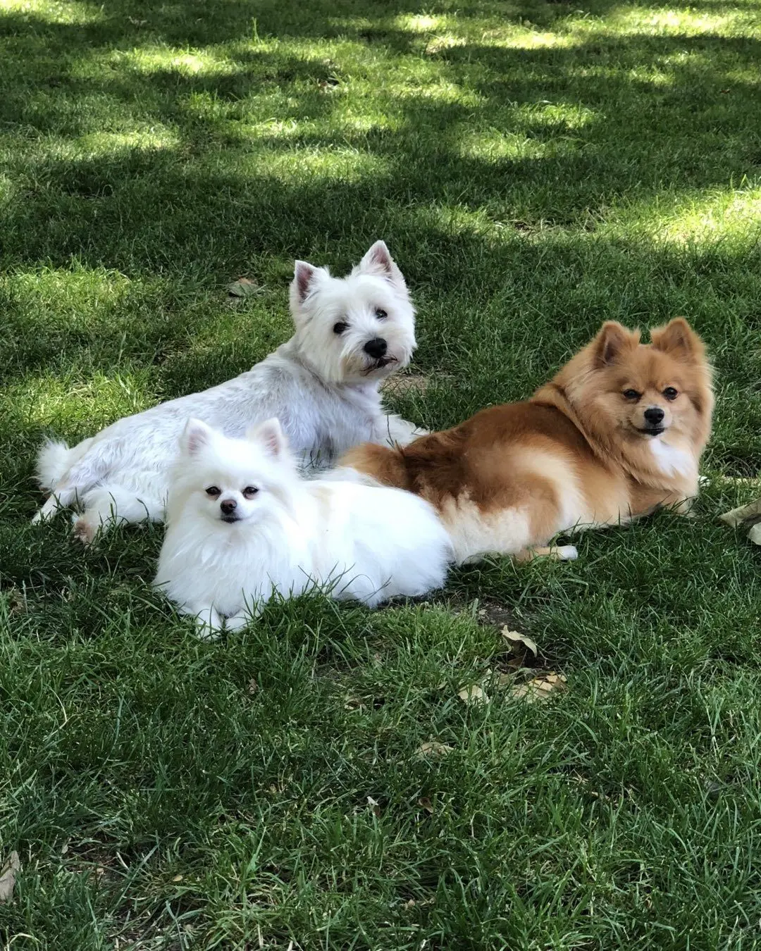 Fernando Tejero comparte una imagen de sus 3 perritas