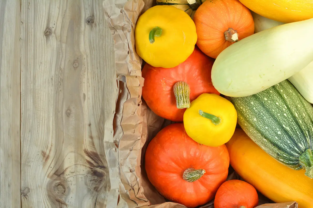 Nueva cosecha de calabazas y calabazas
