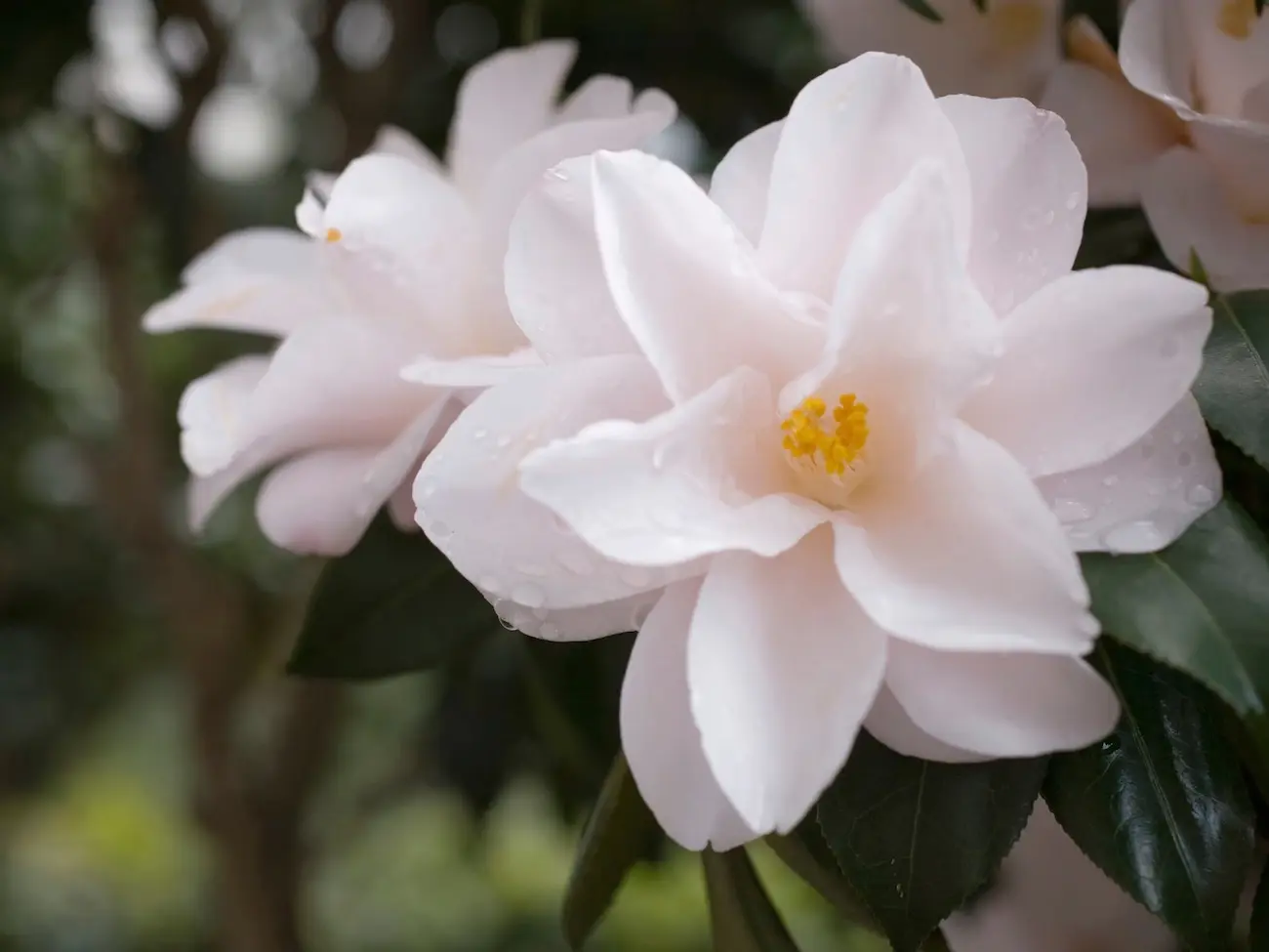 Camellia oleifera