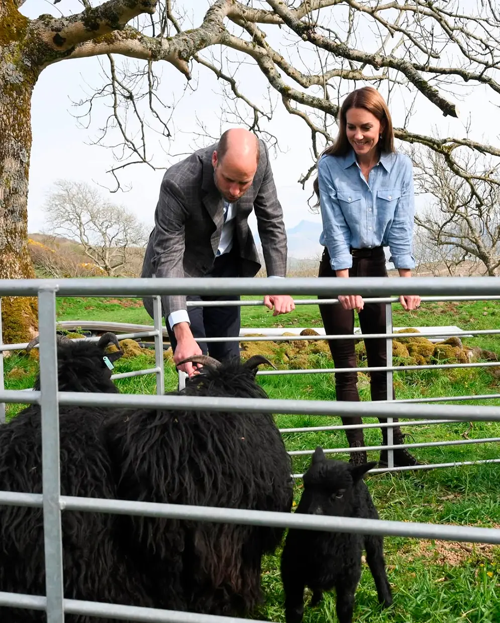 El príncipe Guillermo y Kate Middleton saludando a unas cabras.