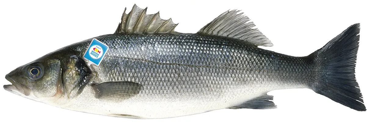 Lubina crianza de nuestros mares