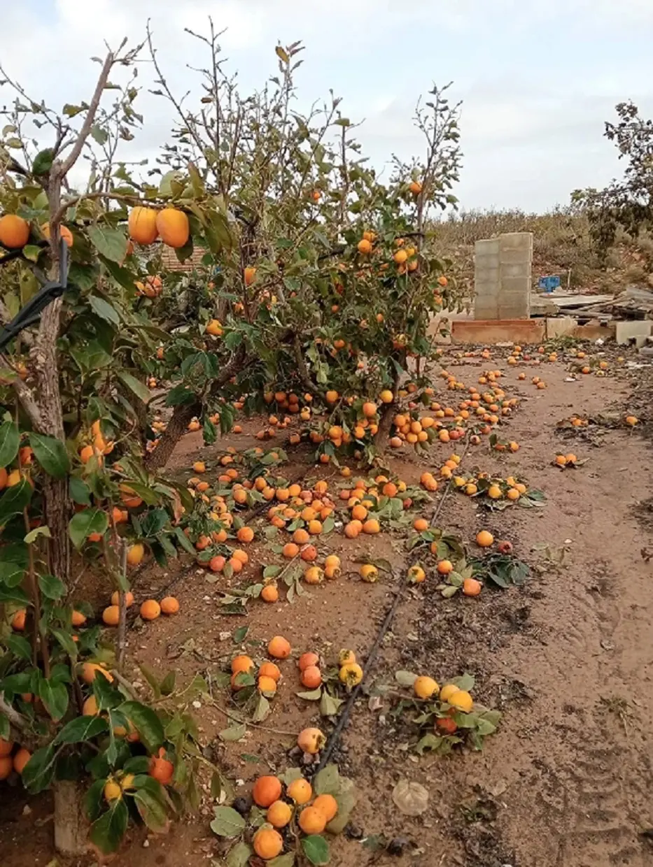 Frutas sin recoger en el suelo de un campo de frutales.