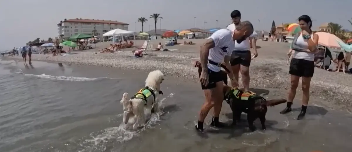Caniche socorrista 2