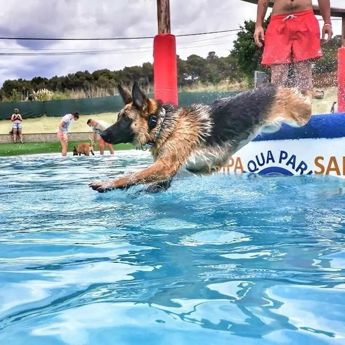 Piscina para perros