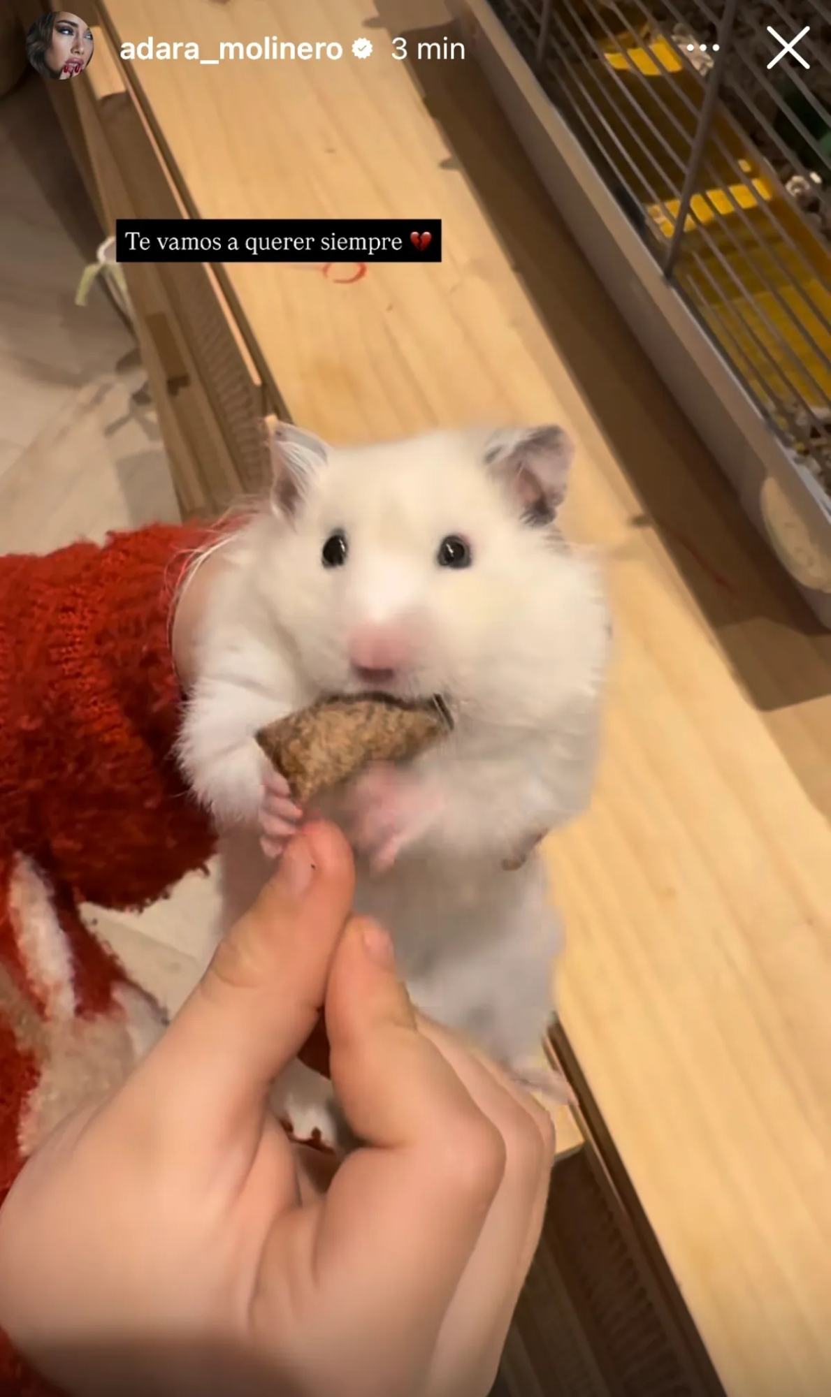 Pompón en las redes sociales de Adara Molinero