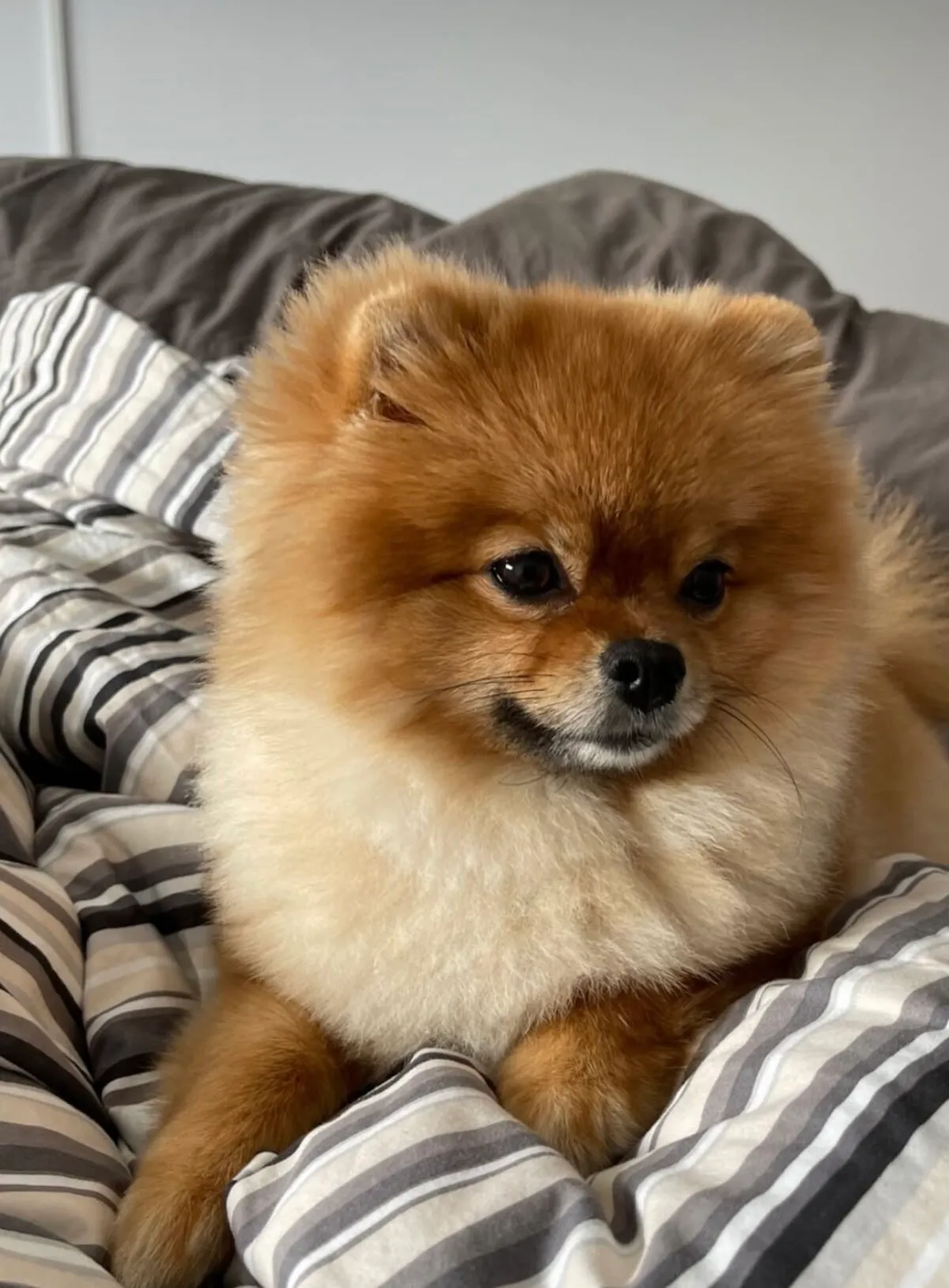 Canela, la perrita de Violeta Mangriñán