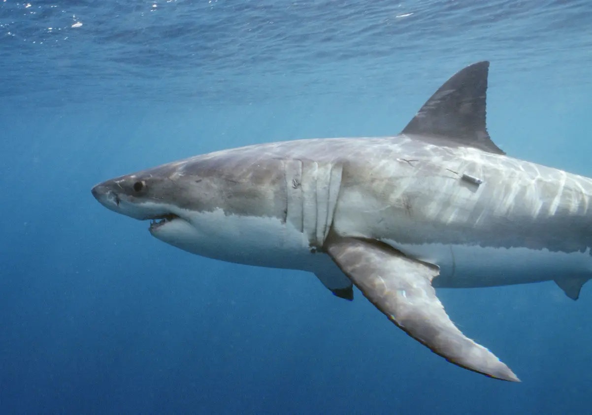 Tiburón