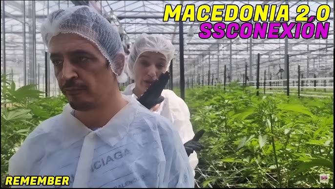 Simón Pérez y Silvia Charro tuvieron una plantación de marihuana.