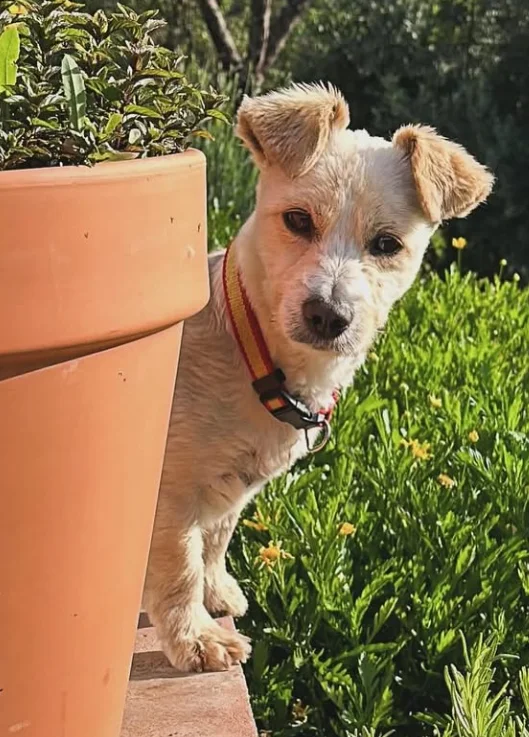 eugenia perro protectora
