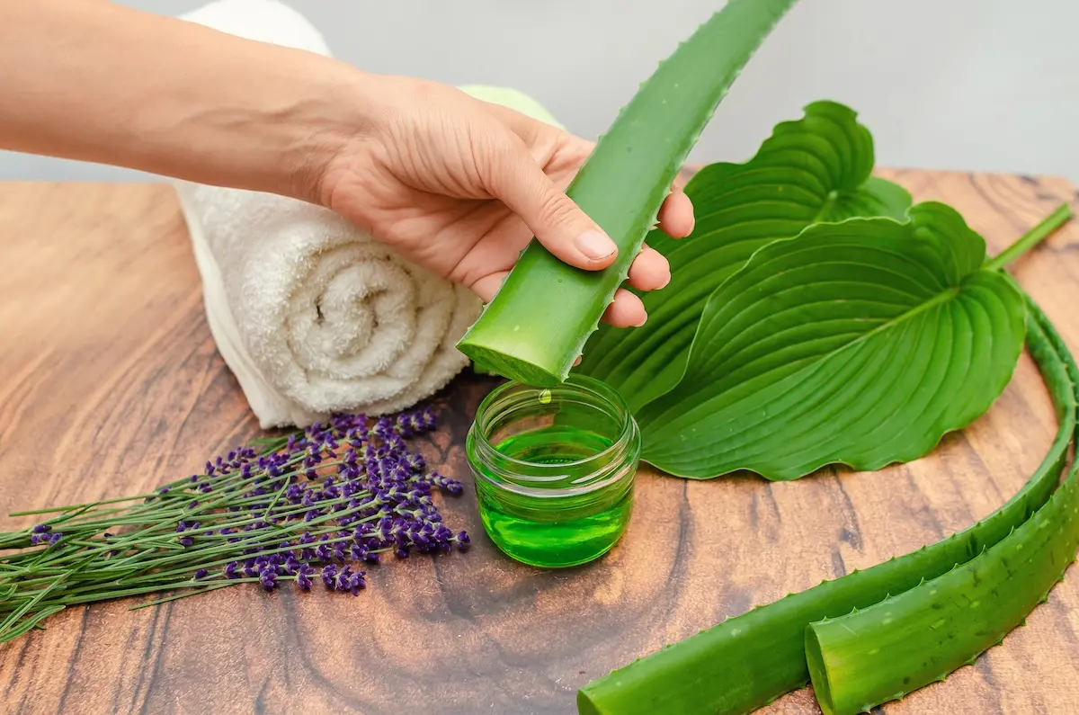 Aloe vera