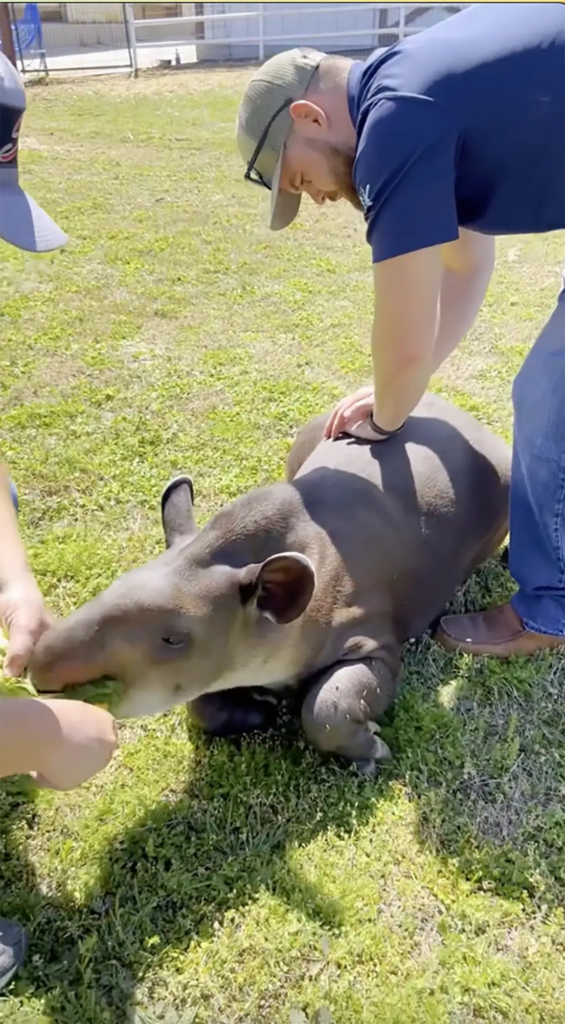 quiropráctico de animales