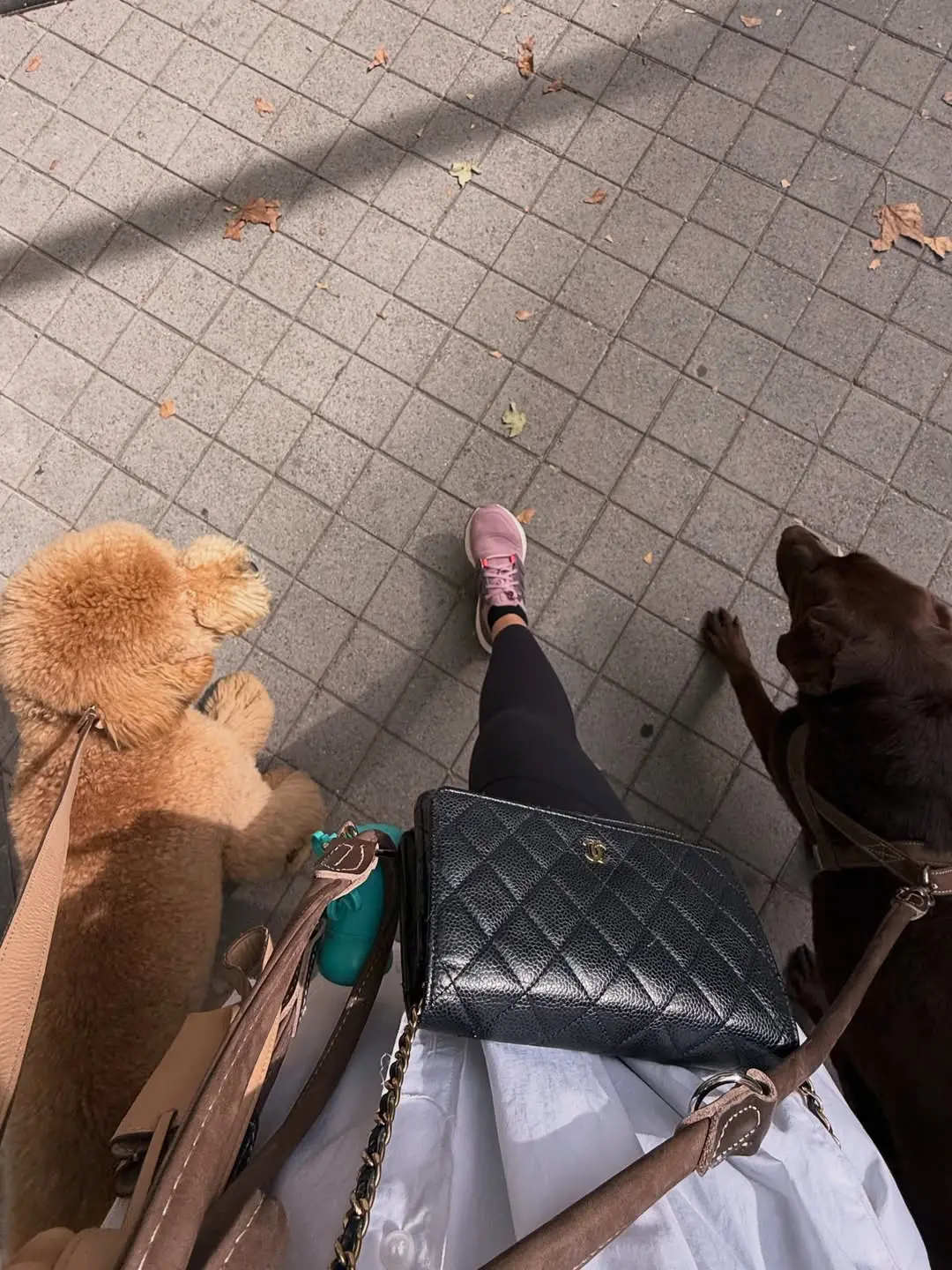 Vicky Martín Berrocal las mejores fotos con su caniche gigante