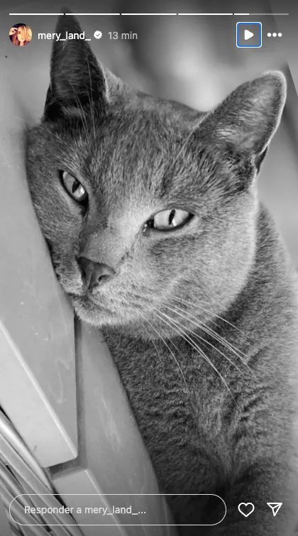 Story de María José Campanario despidiendo a su gato