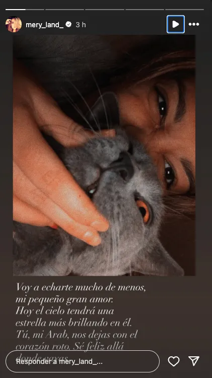 Story de María José Campanario en un retrato con su gato Arab, con un mensaje triste por su muerte