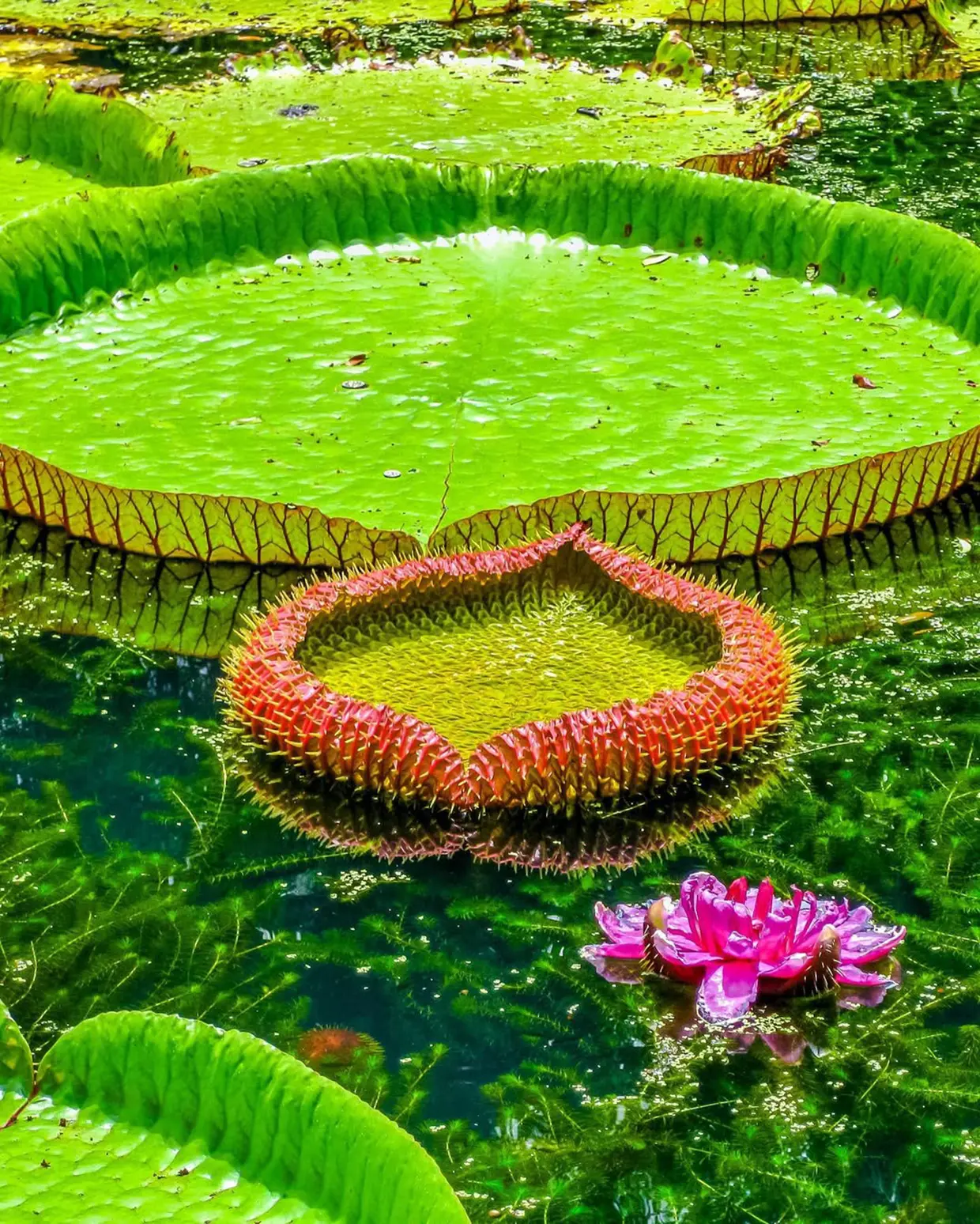Jardines botánicos