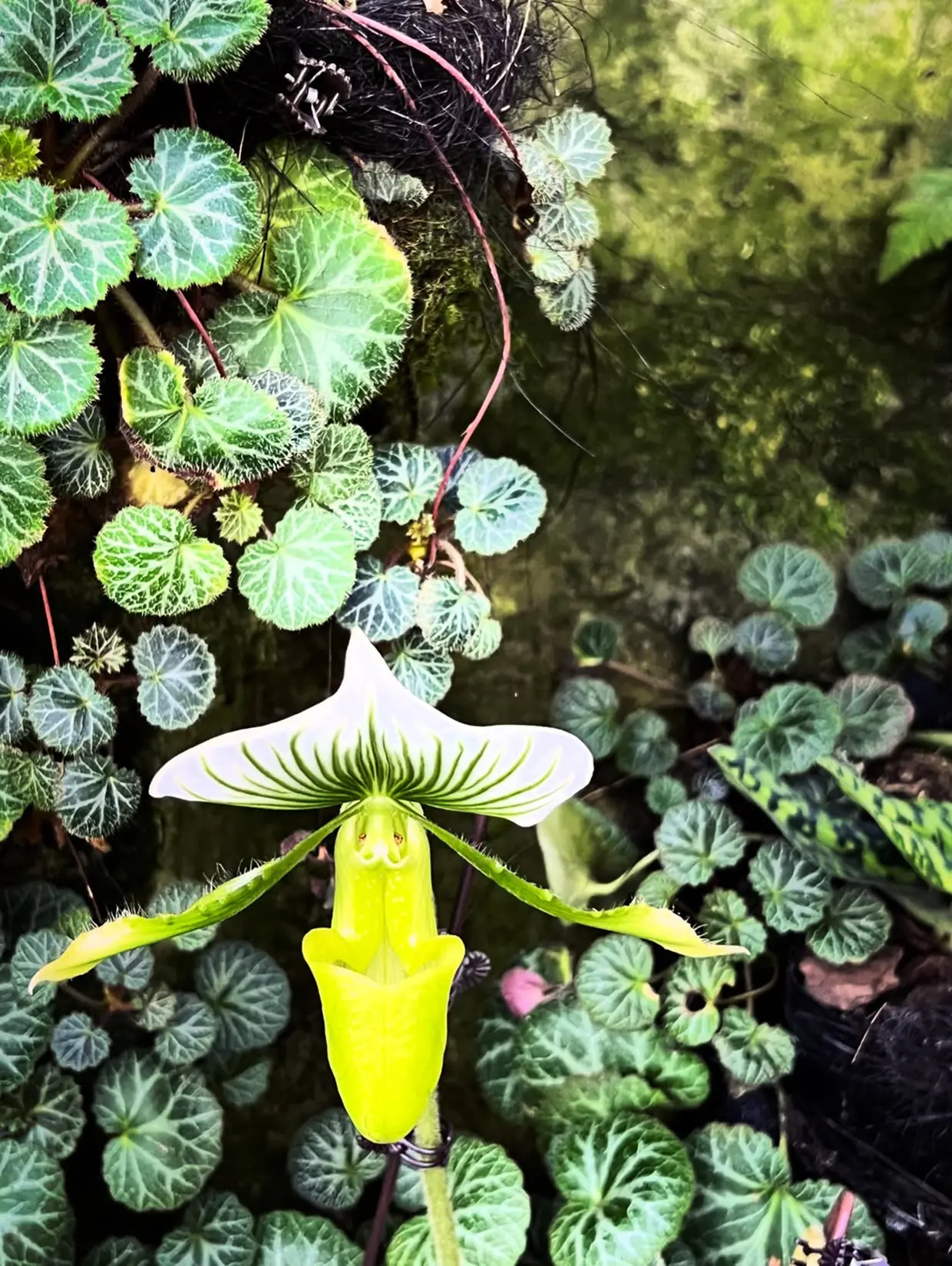 Jardines botánicos