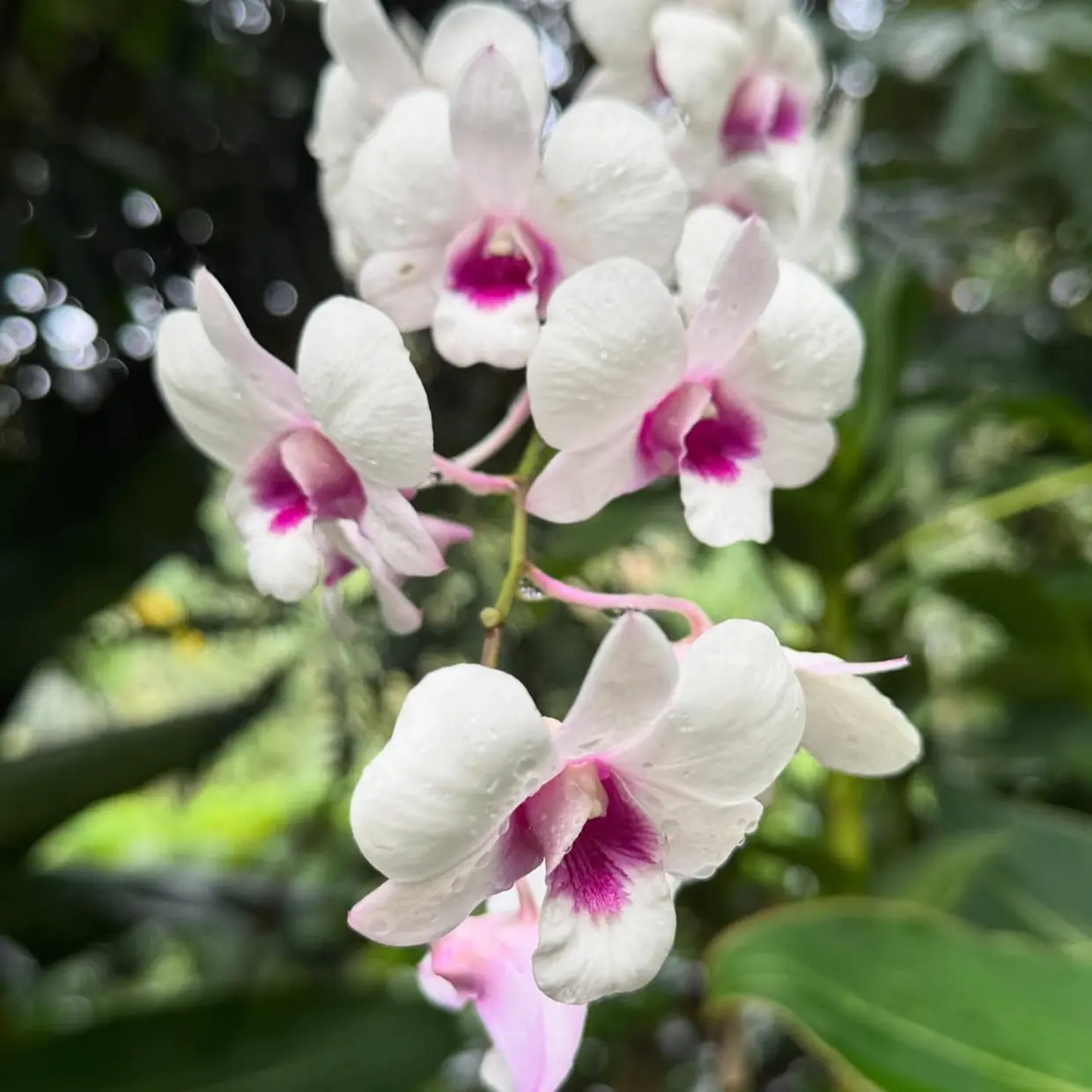 Jardines botánicos