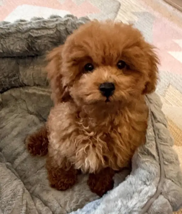 Meiga, el nuevo perrito de Christian Gálvez y Patricia Pardo.