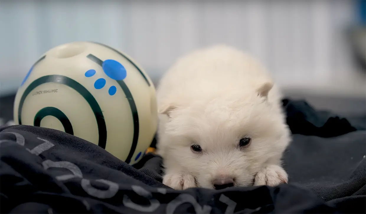 Romulus, uno de los tres cachorros de la especie lobo gigante que han revivido a partir del ADN de restos óseos.