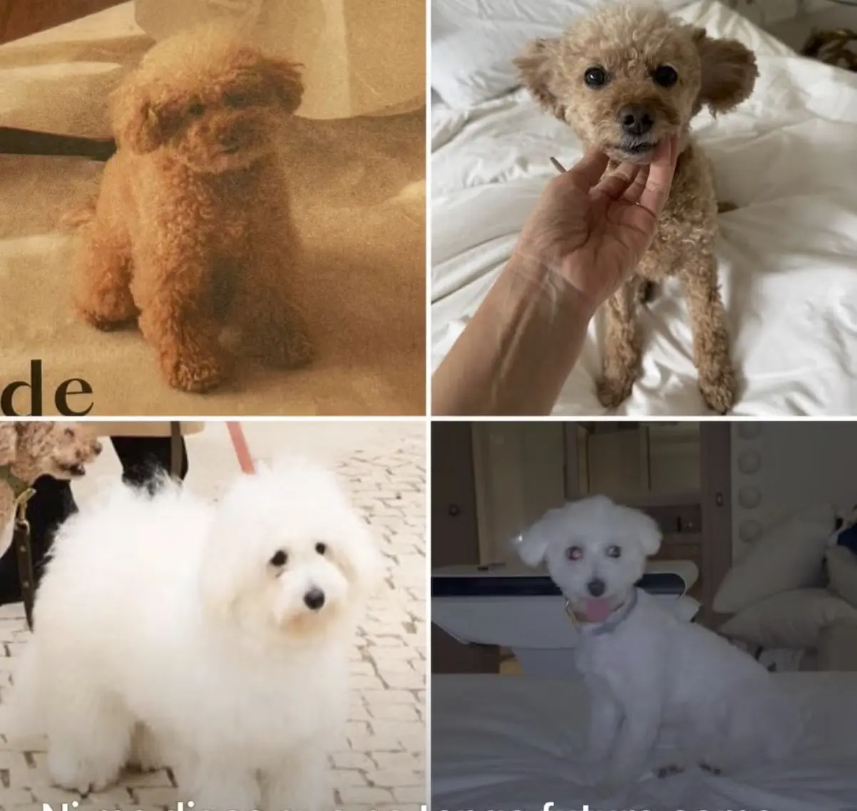 Así ha dejado Tamara Falcó a sus perros.