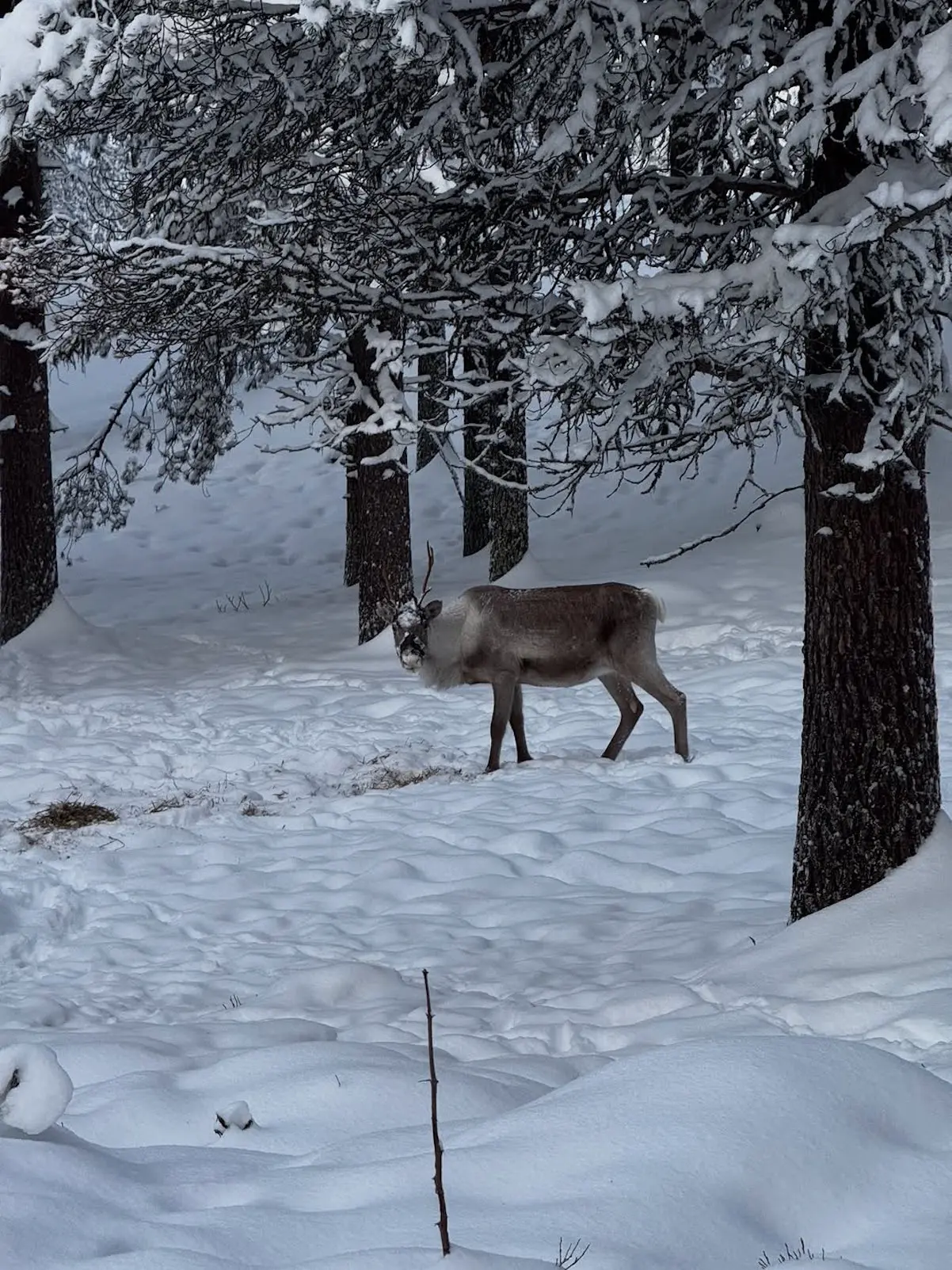 Roberto Leal y familia Viaje a Laponia