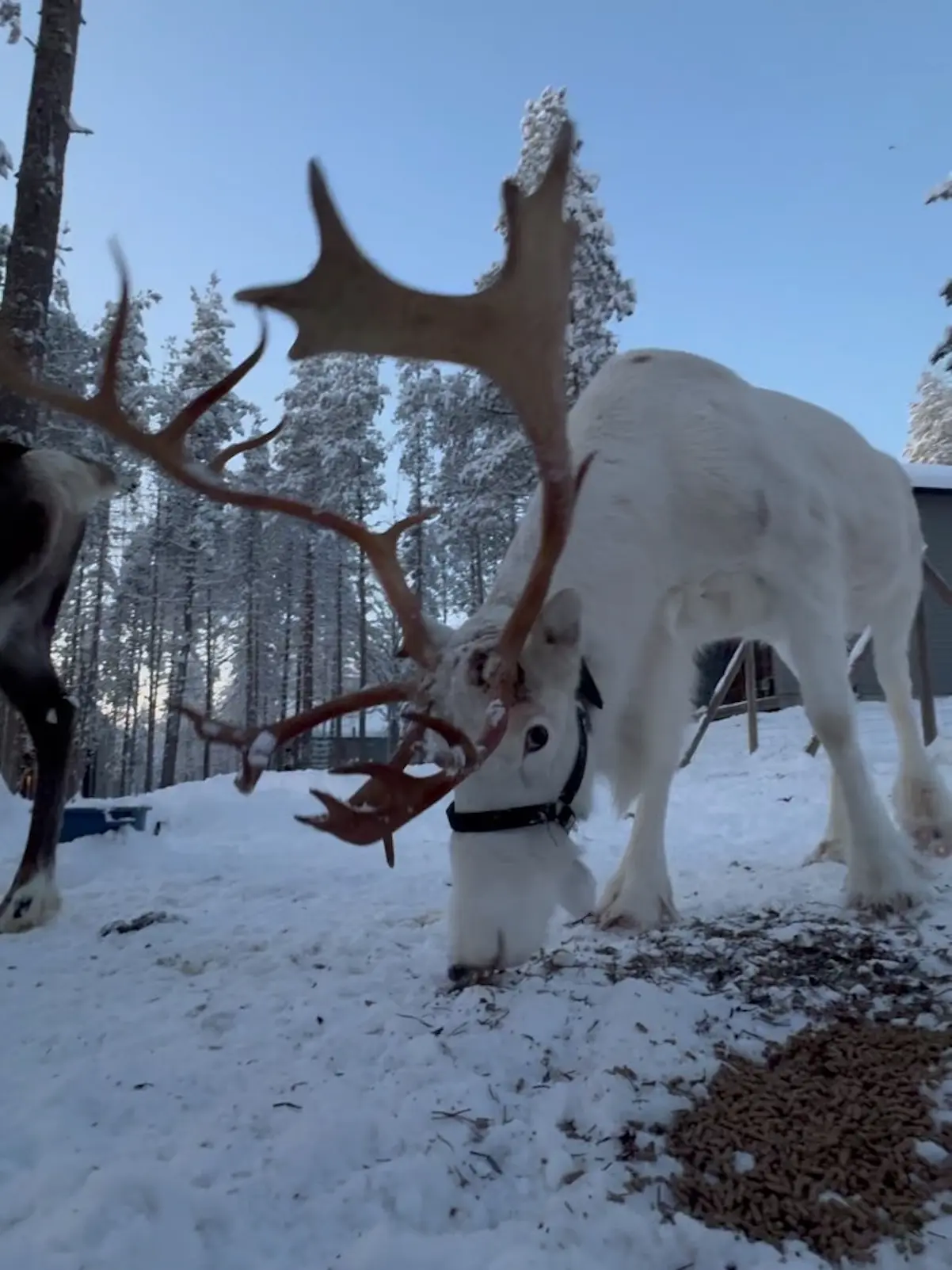 Roberto Leal y familia Viaje a Laponia